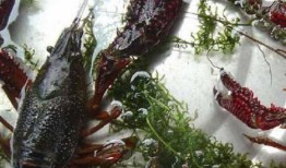 小龙虾养殖爆料视频播放,爆款视频背后的养殖奥秘